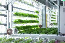 Unlocking Plant Growth Potential with LEDs in Indoor Horticulture