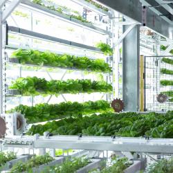 Unlocking Plant Growth Potential with LEDs in Indoor Horticulture